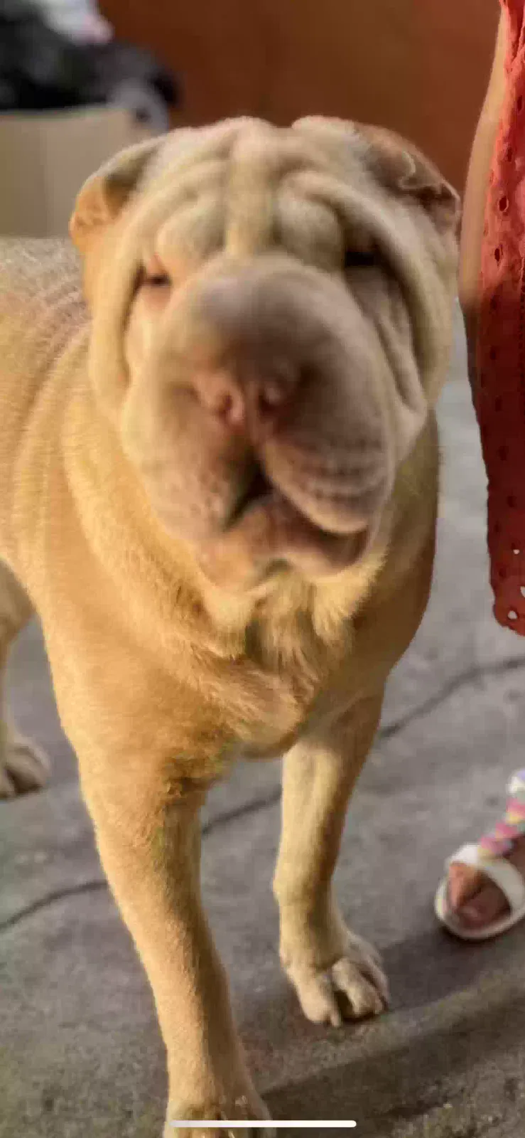 Lost dog in Reseda, CA, 91335