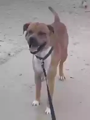 Lost dog in Arcadia, FL, 34266