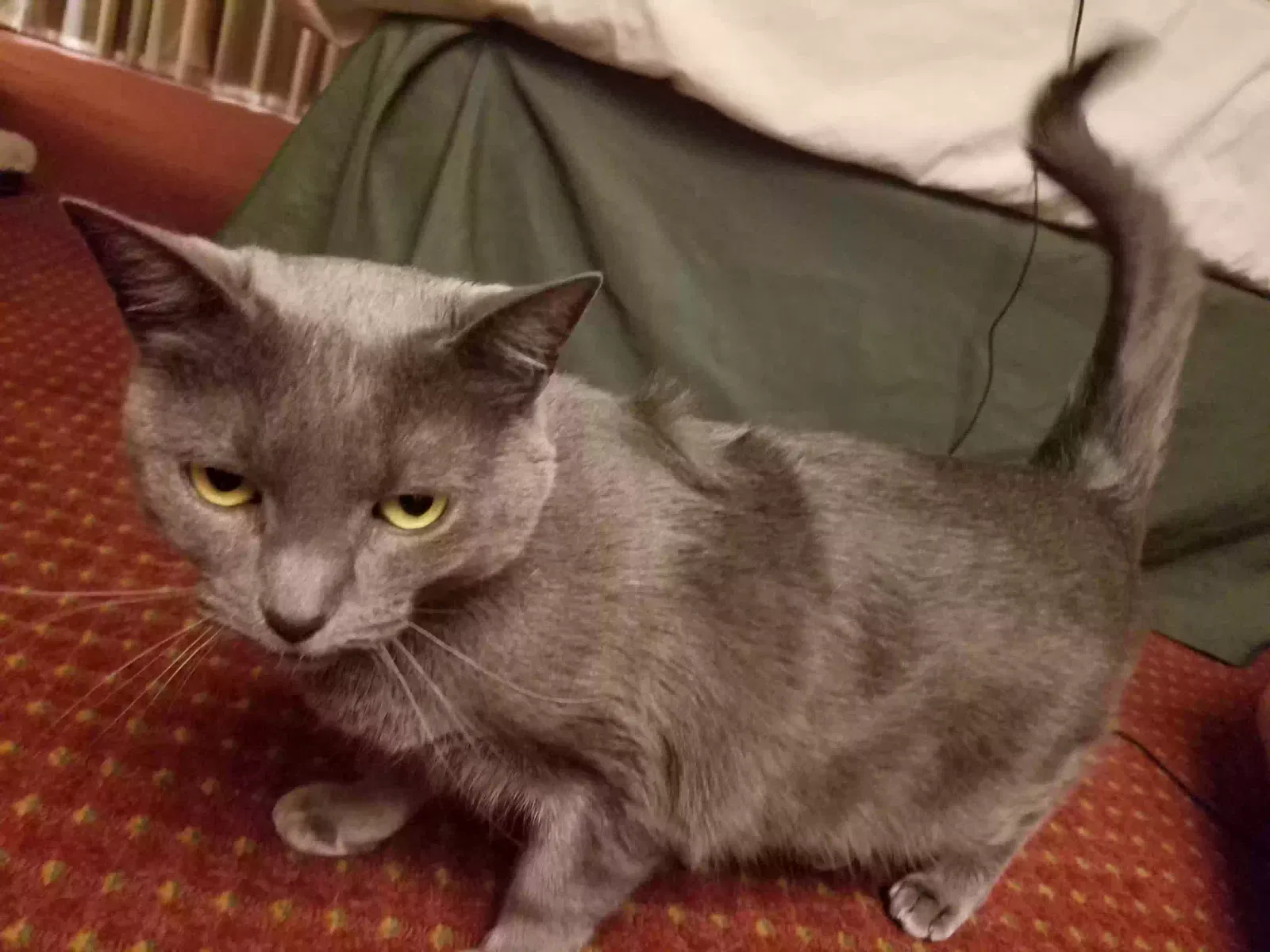 Lost cat in Albuquerque, NM, 87109