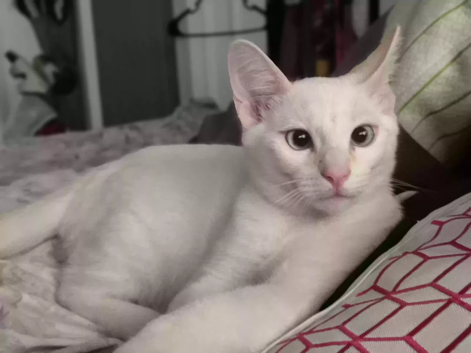 Lost cat in Melbourne, FL, 32935