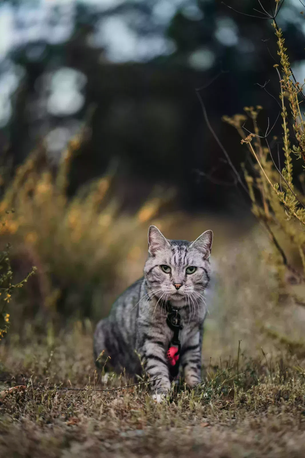 Lost cat in La Mesa, CA, 91942