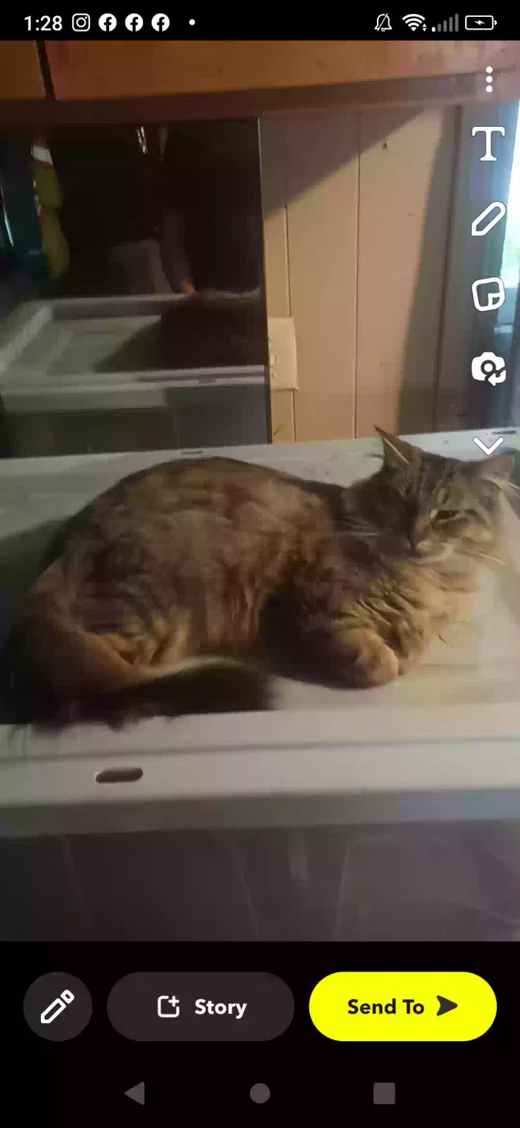 Lost cat in Canandaigua, NY, 14424