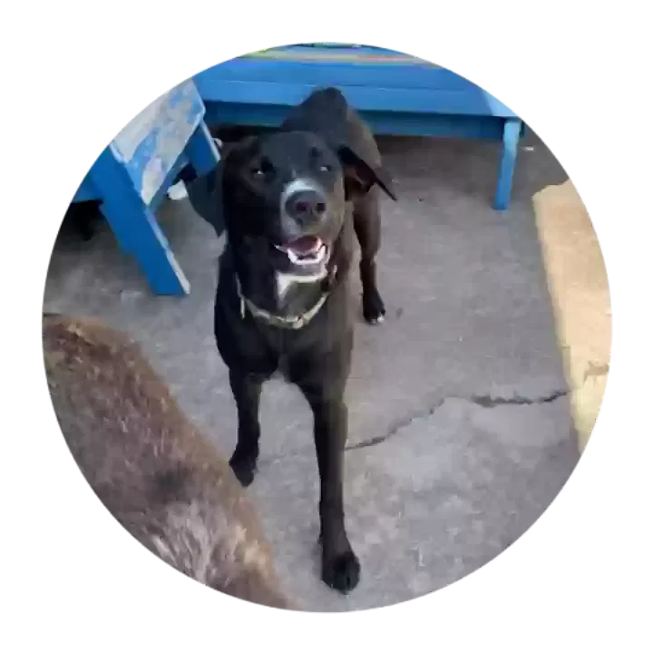 Lost dog in Claremore, OK, 74017