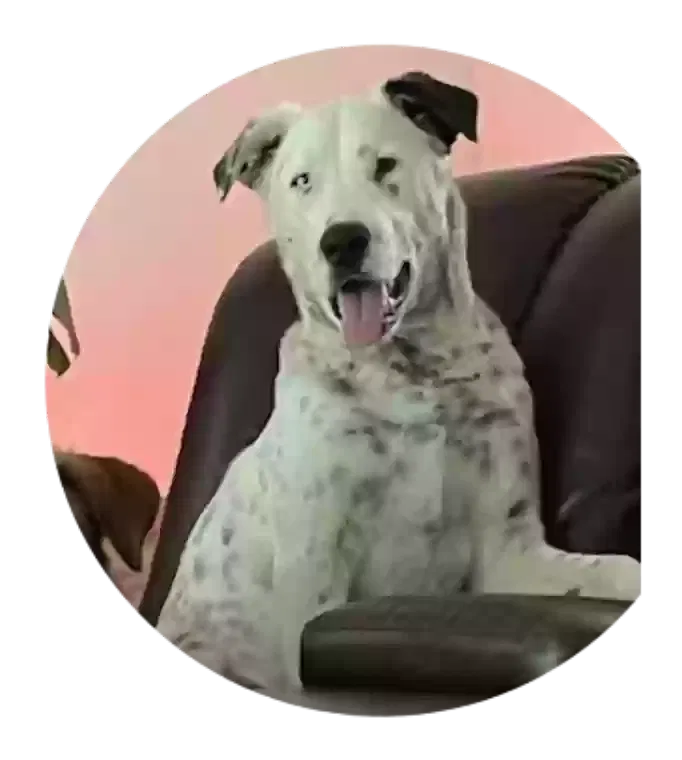 Lost dog in Claremore, OK, 74017
