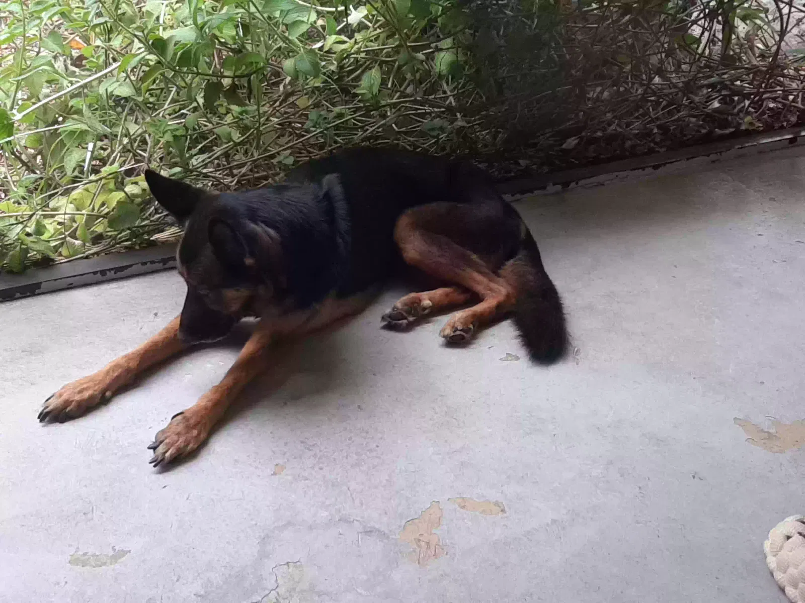 Found dog in Fort Lauderdale, FL, 33319
