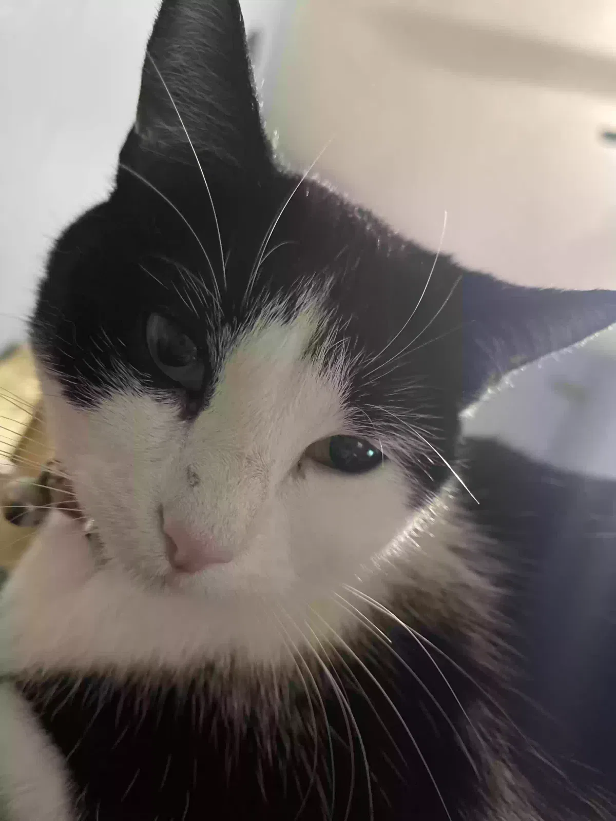 Lost cat in Terre Haute, IN, 47805