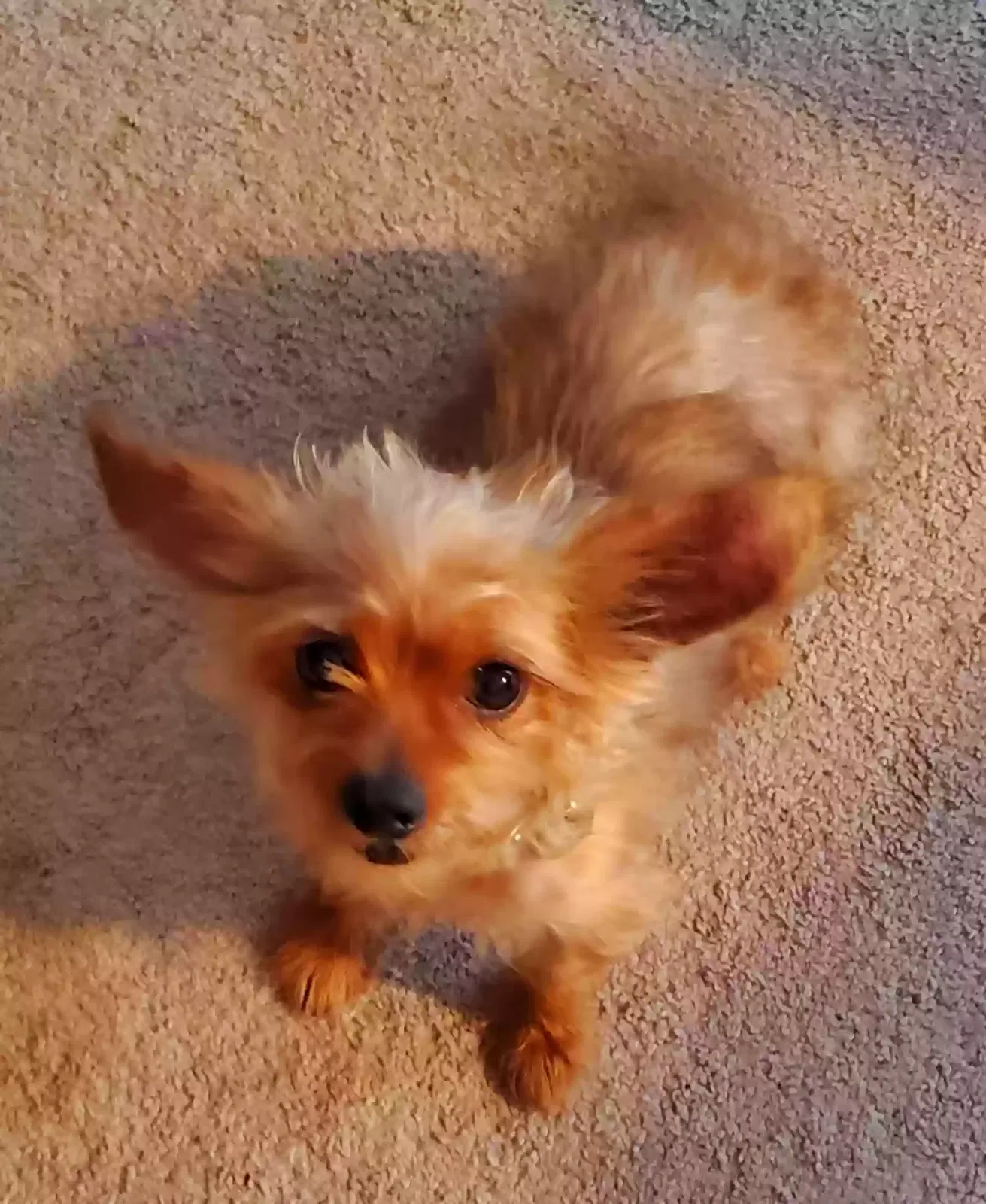 Lost dog in Indianapolis, IN, 46235