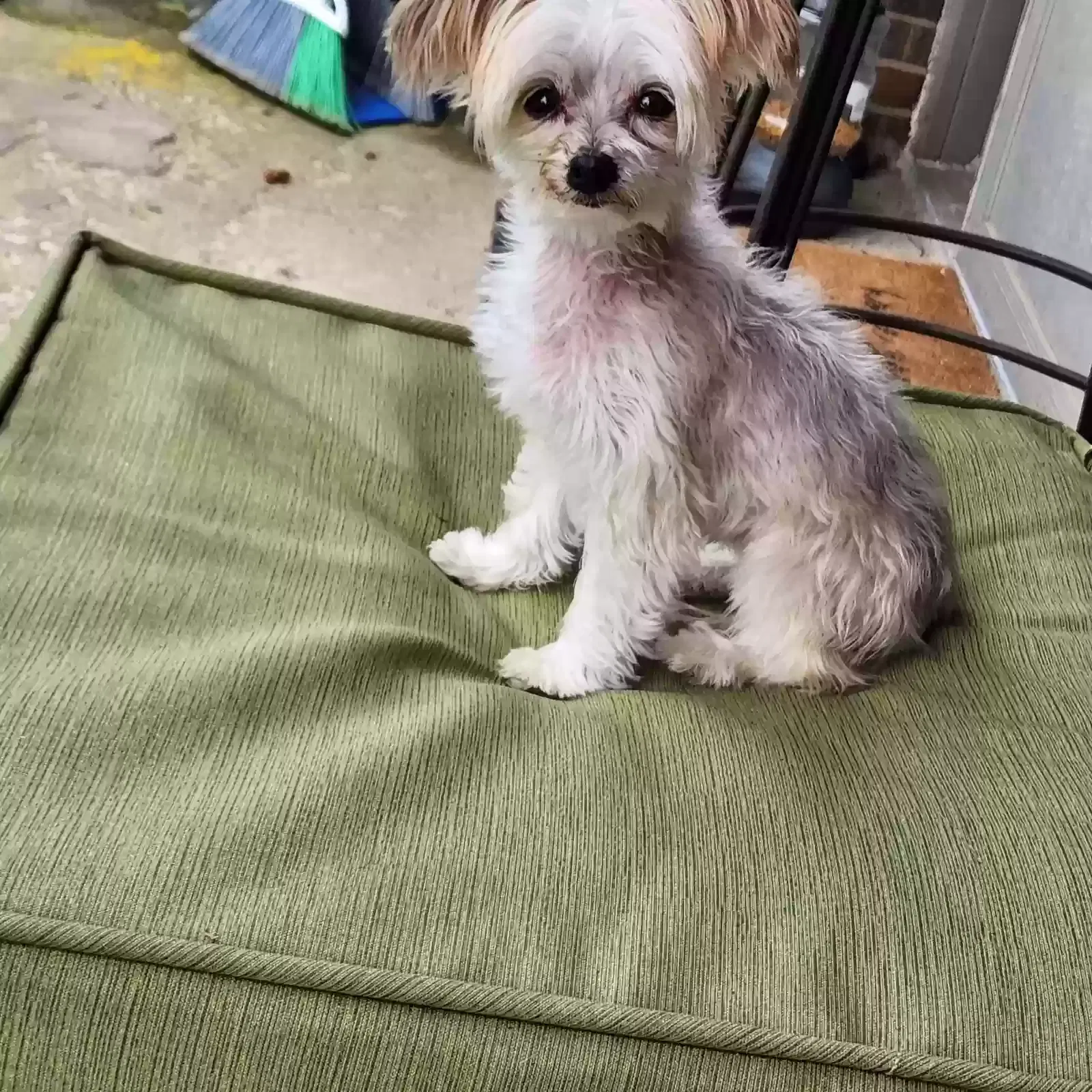 Lost dog in Mc Cordsville, IN, 46055