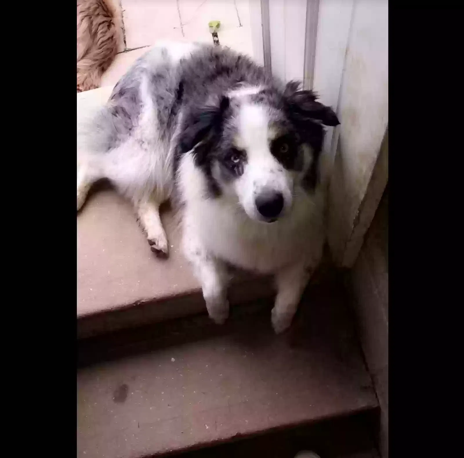 Lost dog in Piedmont, MO, 63957