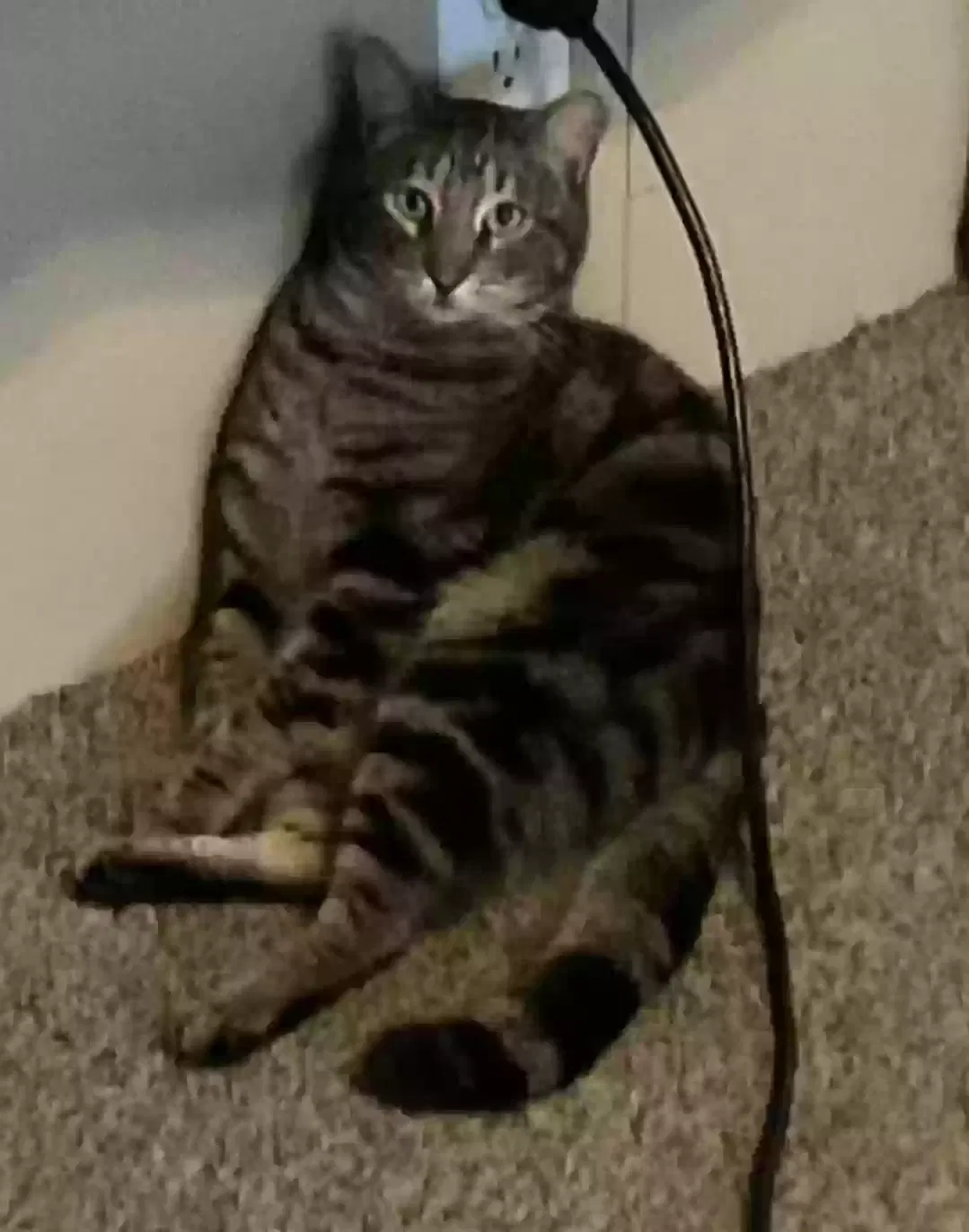Lost cat in Bronson, FL, 32621