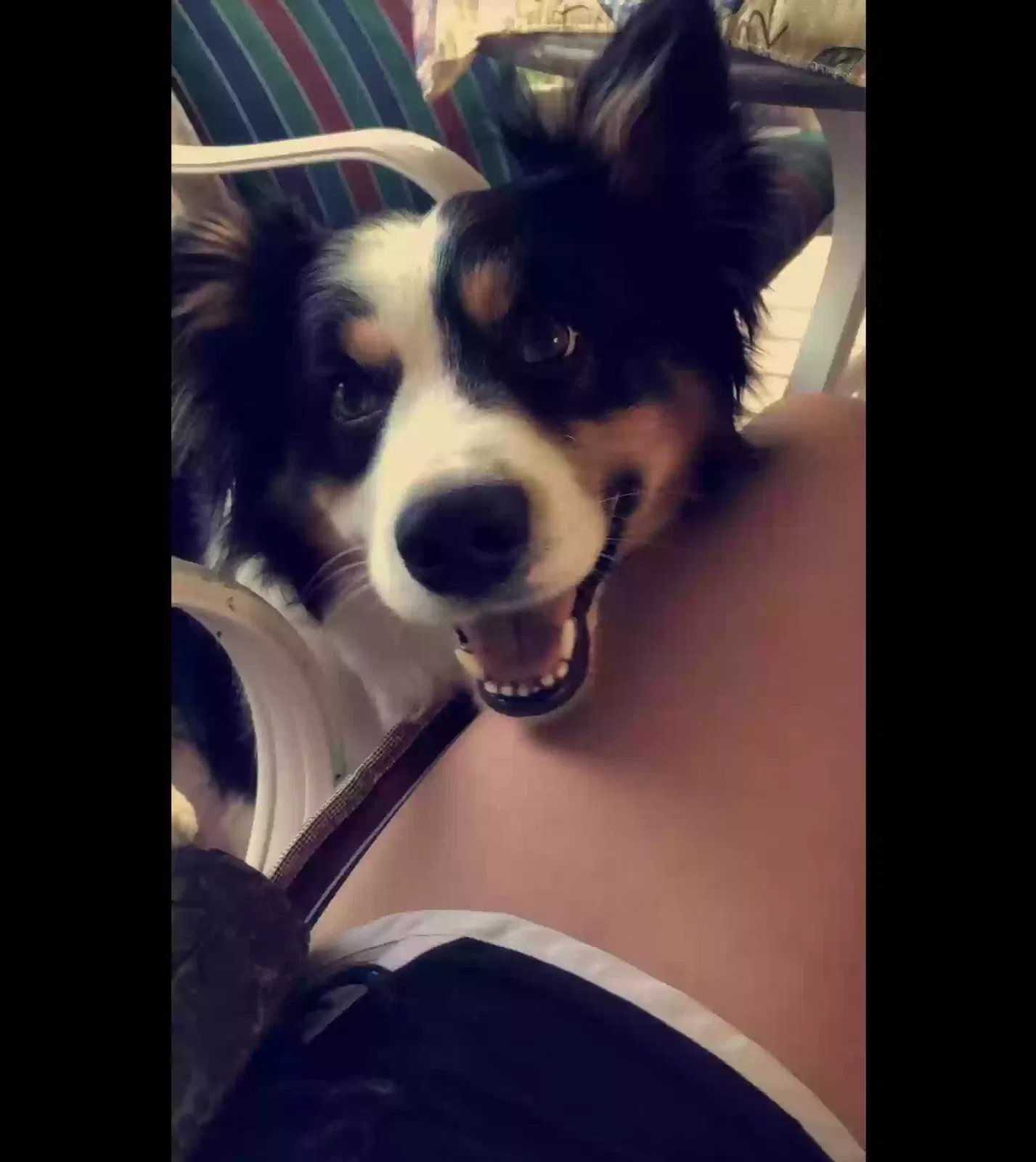 Lost dog in Piedmont, MO, 63957