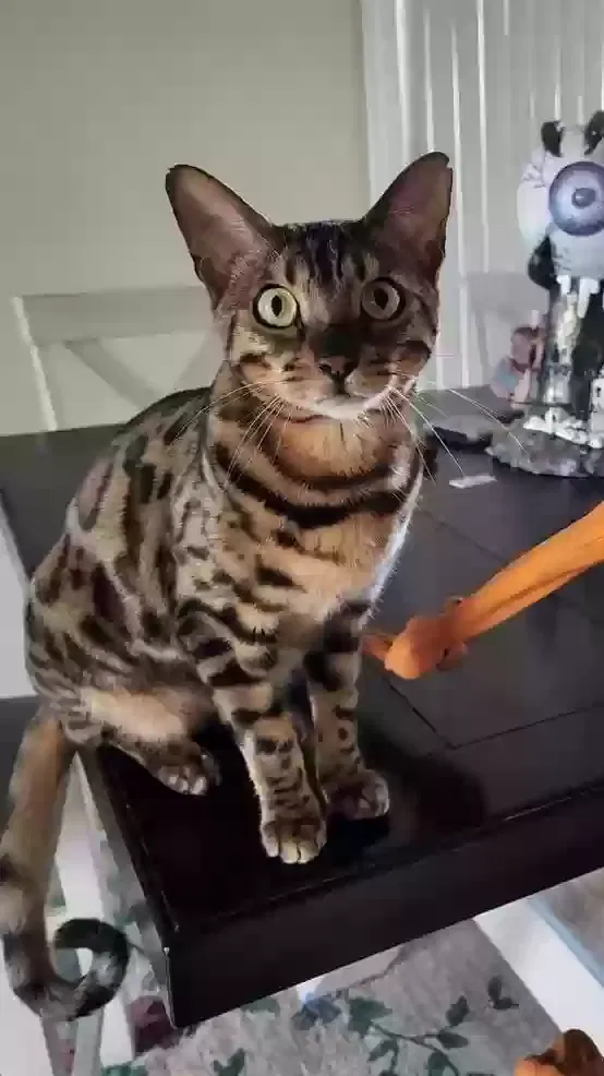 Lost cat in Salem, OR, 97304