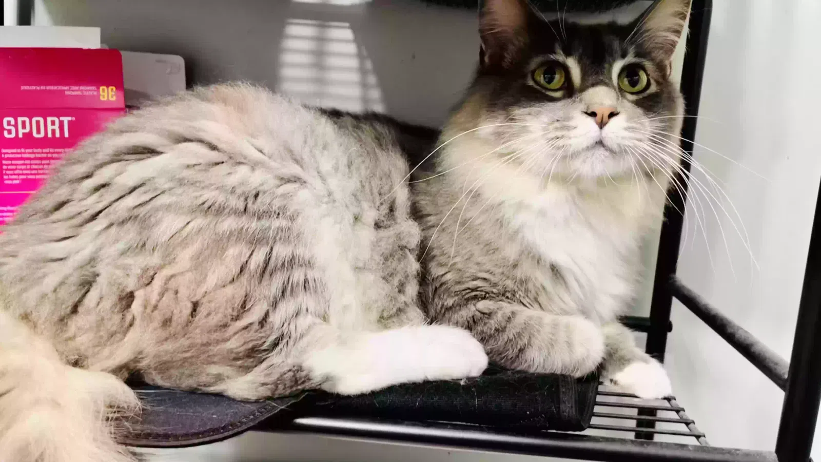 Lost cat in Milford, NE, 68405