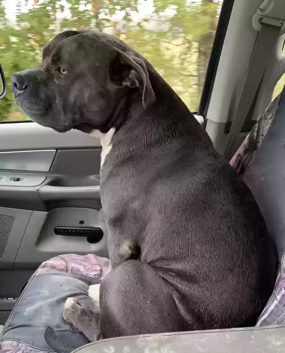 Lost dog in Milford, TX, 76670