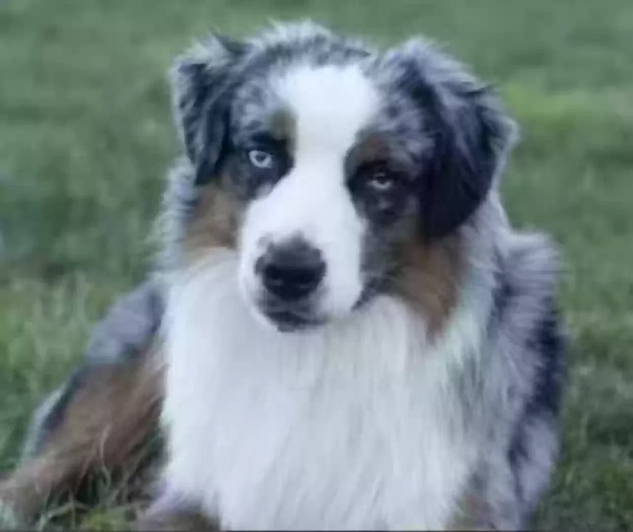 Lost dog in Lancaster, PA, 17603