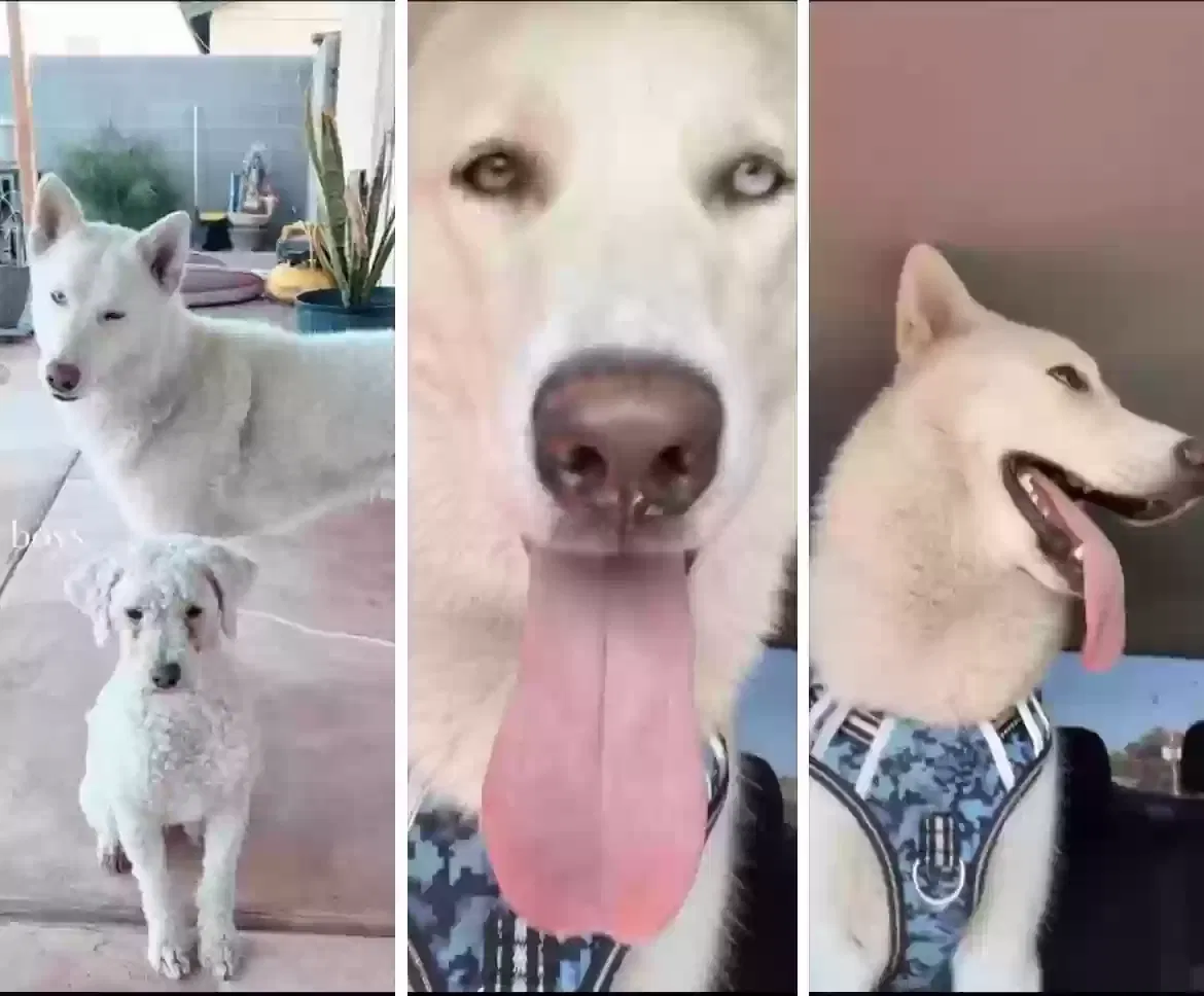 Lost dog in Phoenix, AZ, 85035