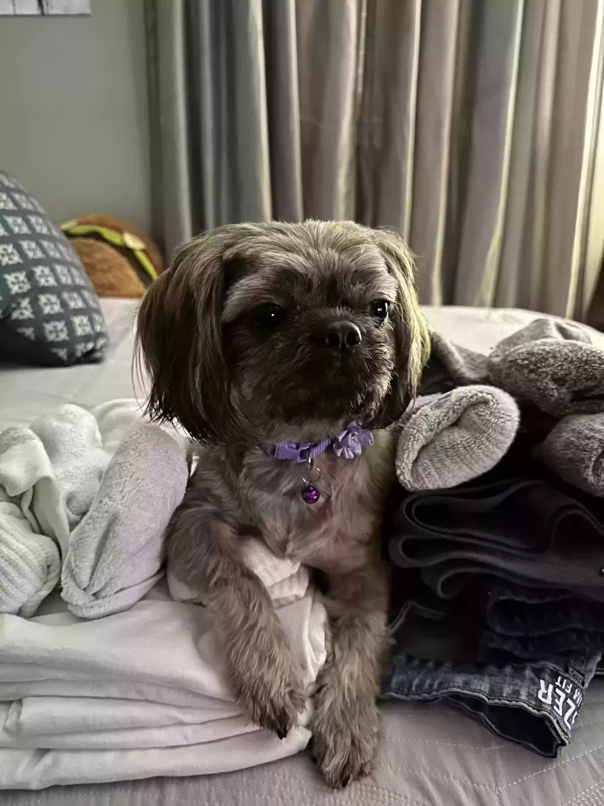 Lost dog in Kenner, LA, 70065