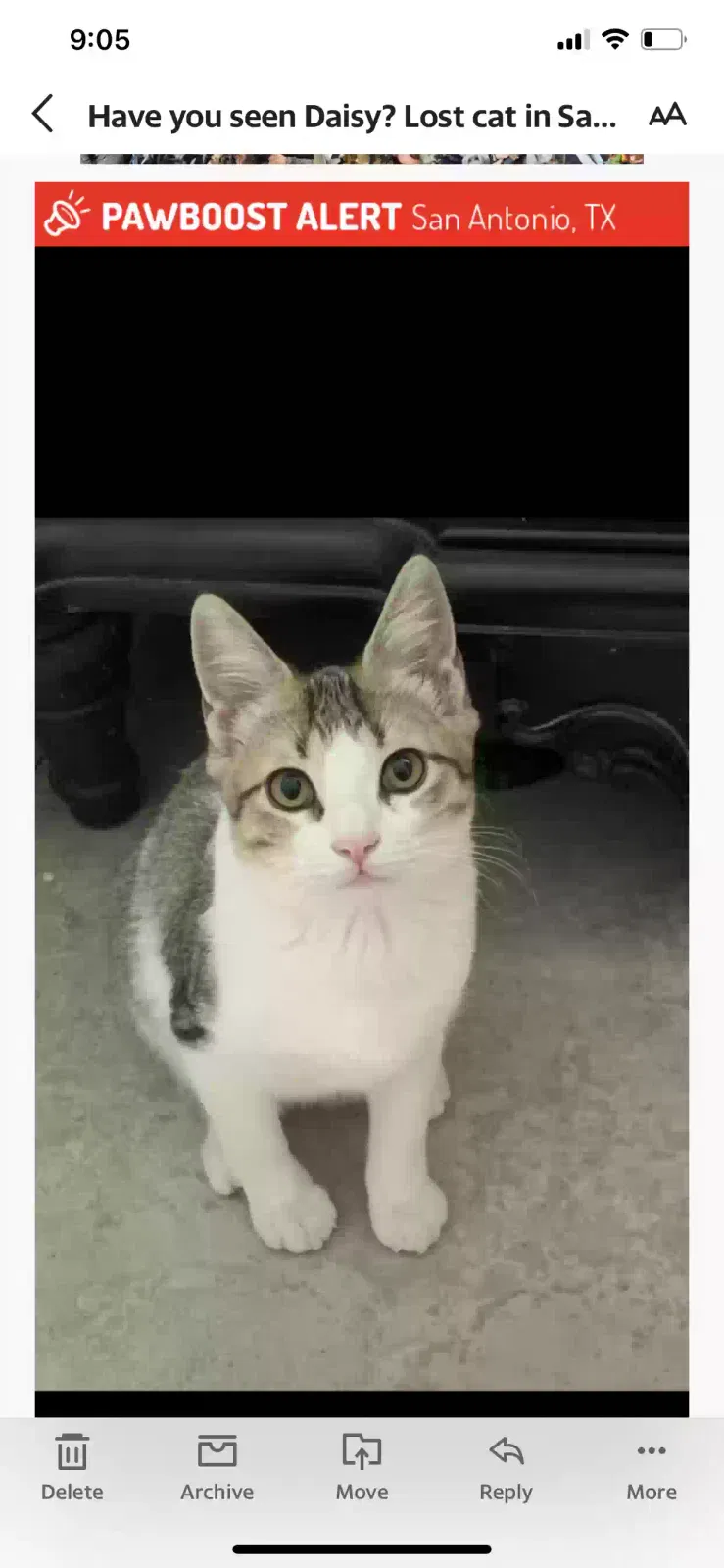 Lost cat in San Antonio, TX, 78250