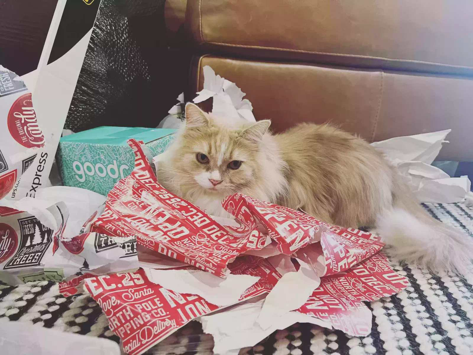 Lost cat in Alabaster, AL, 35007