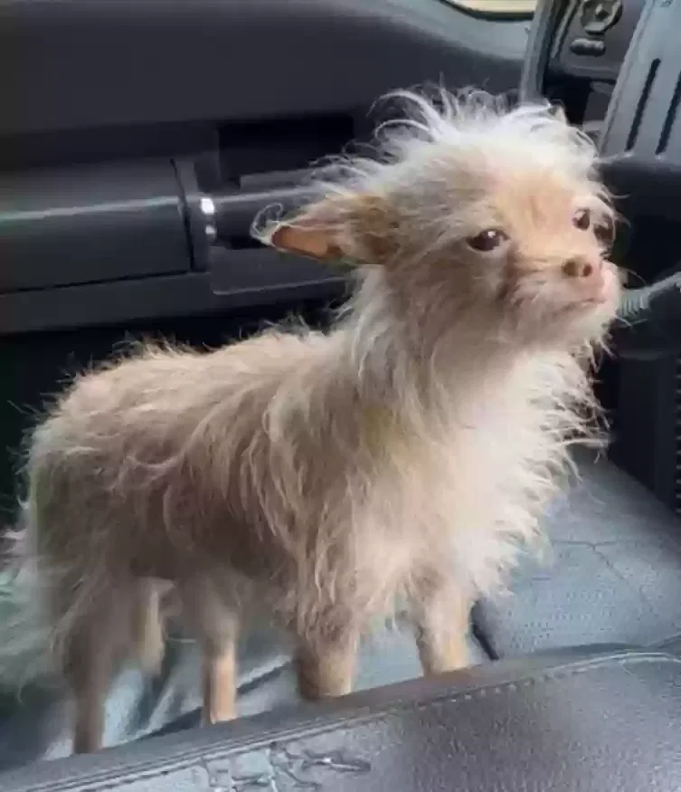 Lost dog in Angleton, TX, 77515