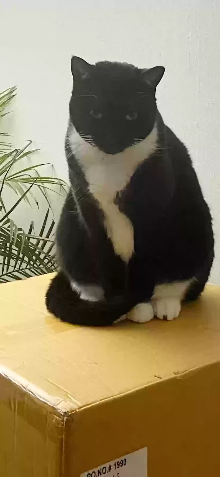 Lost cat in Philadelphia, PA, 19114