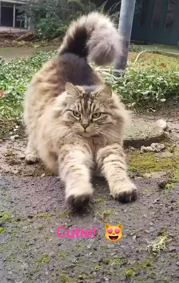 Lost cat in Salem, OR, 97302