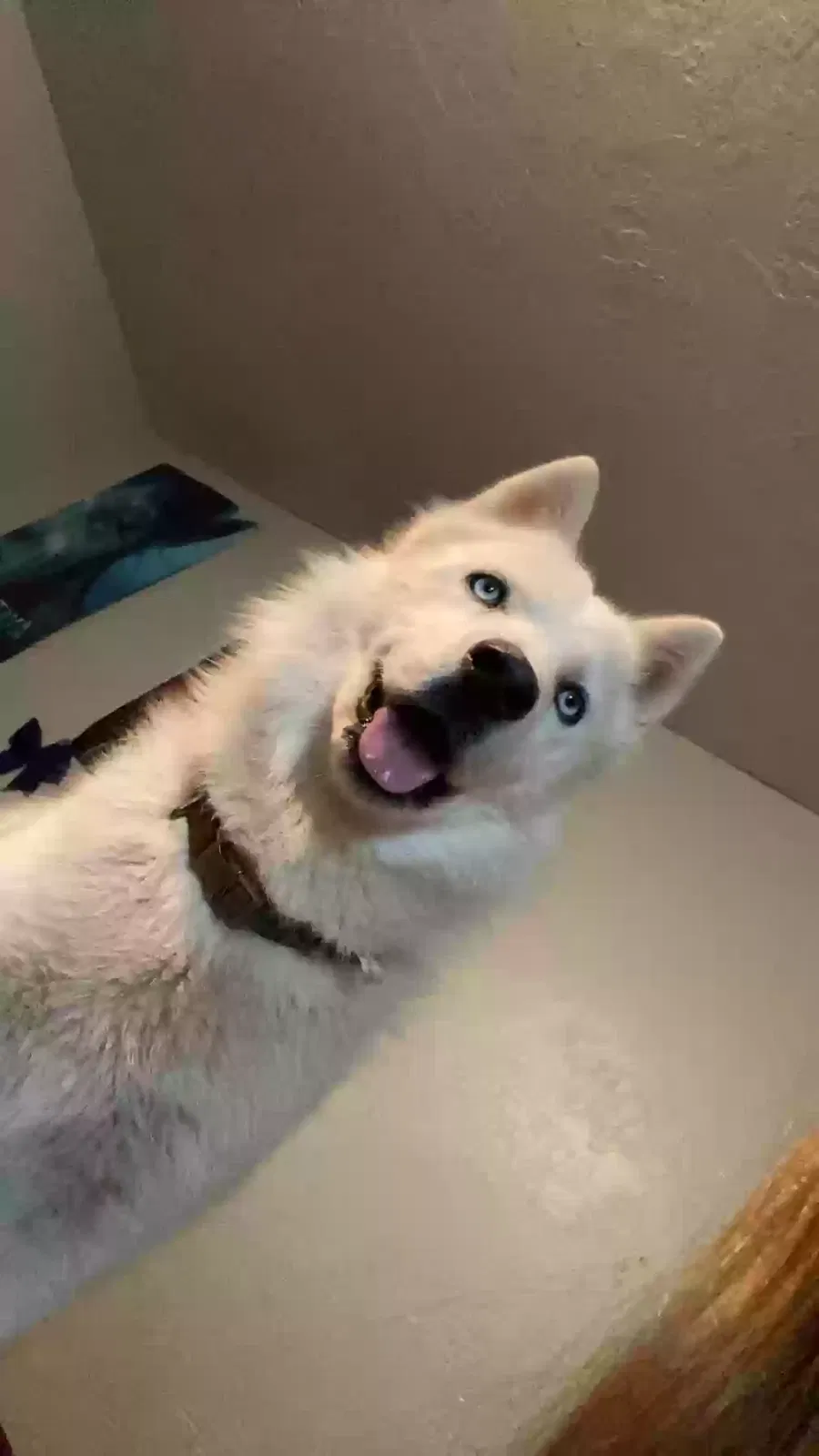 Lost dog in Chickasha, OK, 73018