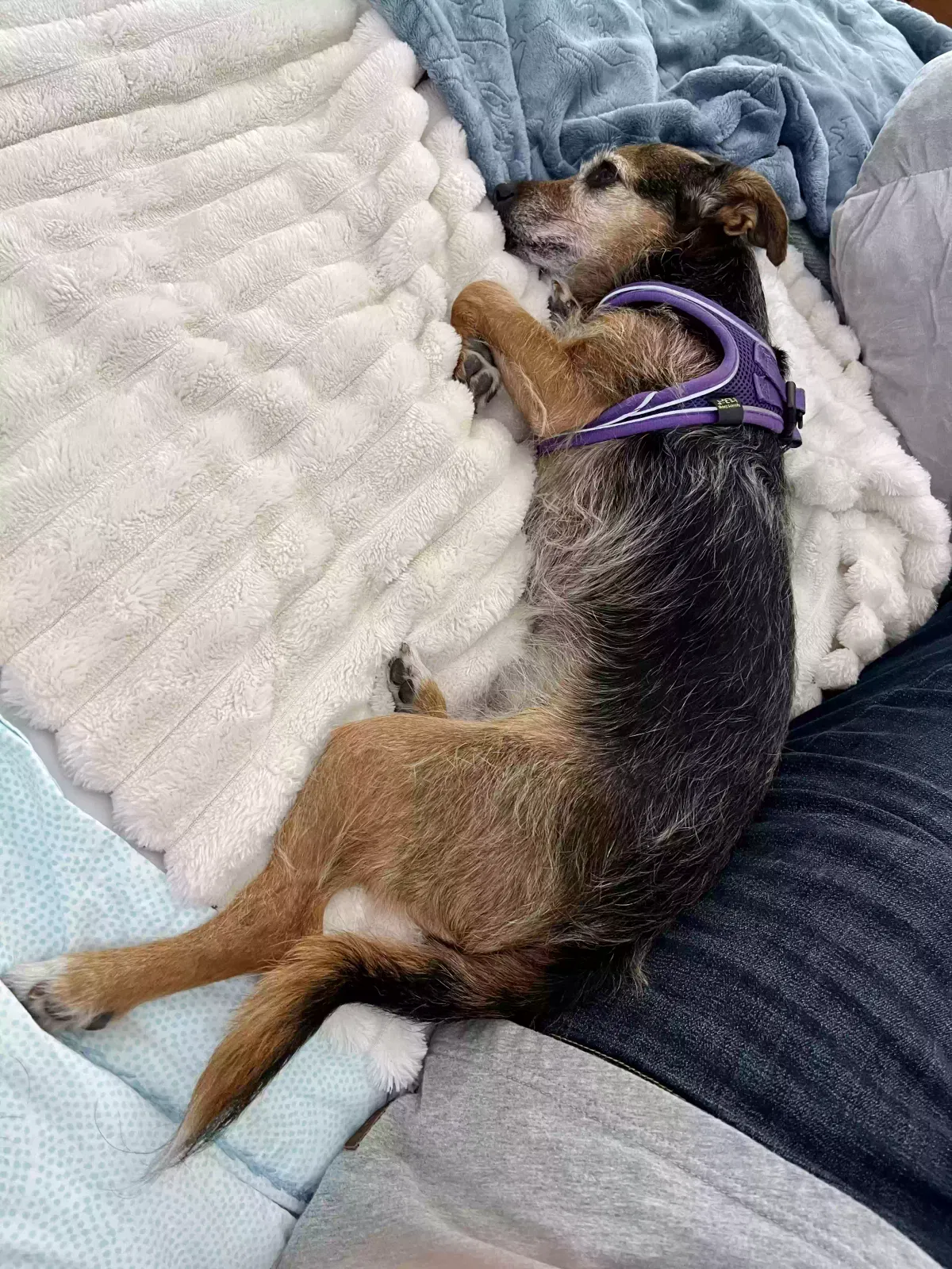 Lost dog in Walnut Creek, CA, 94597
