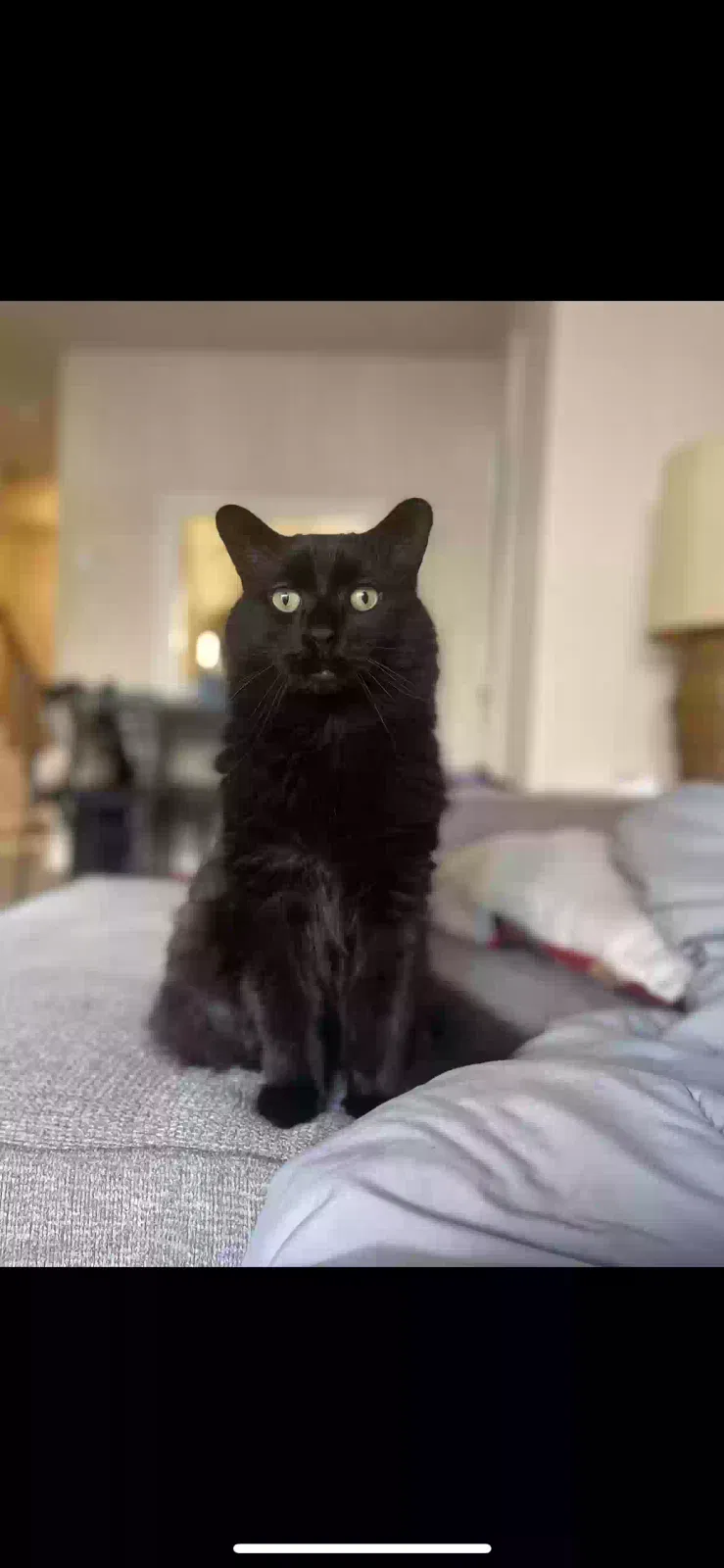 Lost cat in Indianapolis, IN, 46220