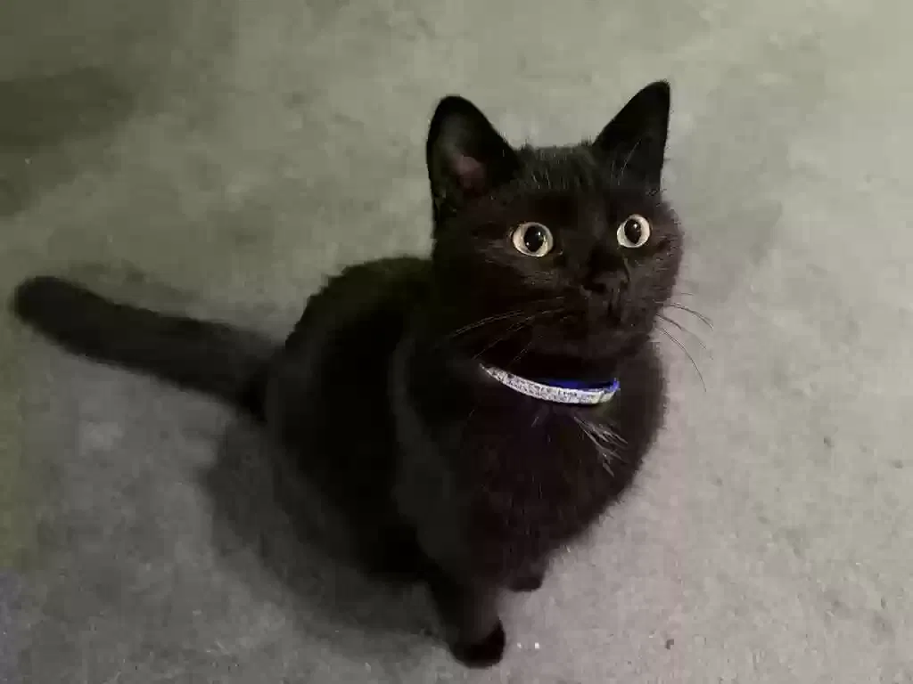 Lost cat in Berkeley, CA, 94702