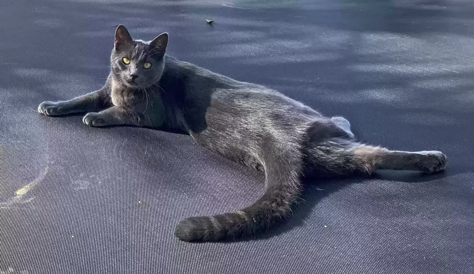 Lost cat in Oceanside, CA, 92057