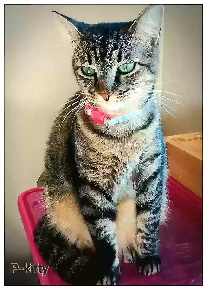 Lost cat in Shreveport, LA, 71107