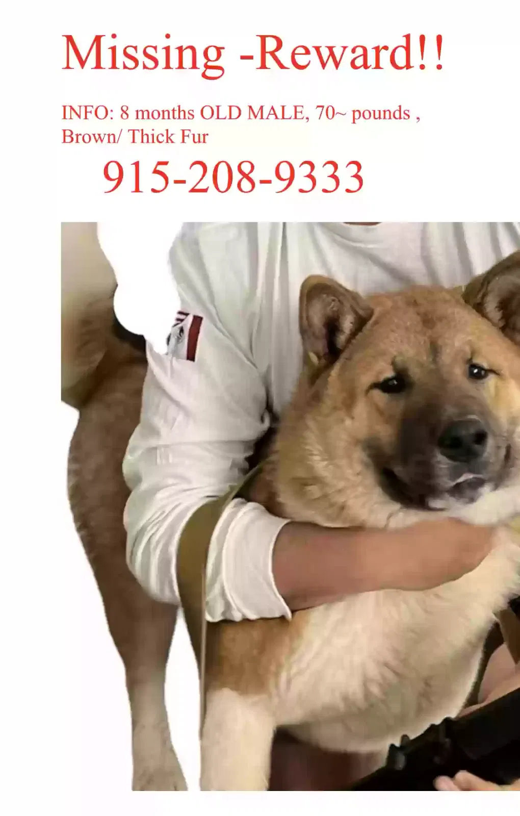 Lost dog in El Paso, TX, 79930