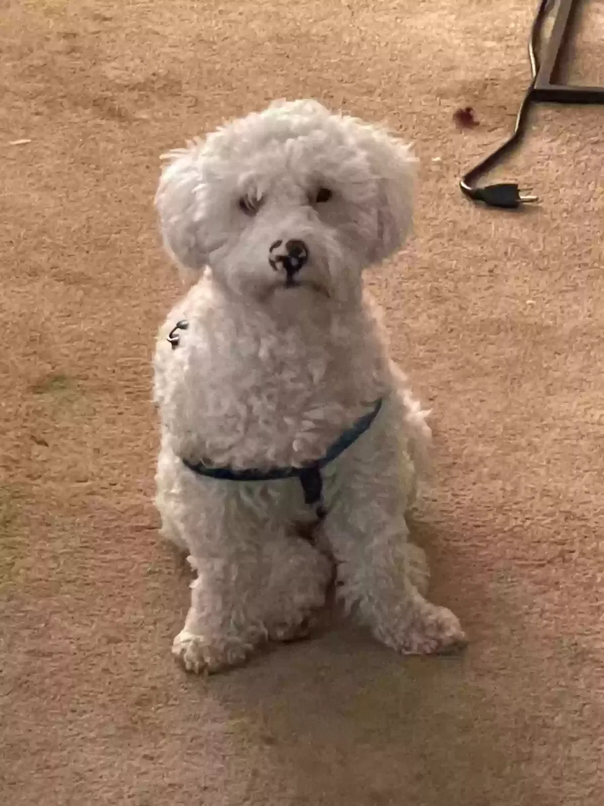 Lost dog in Bakersfield, CA, 93308