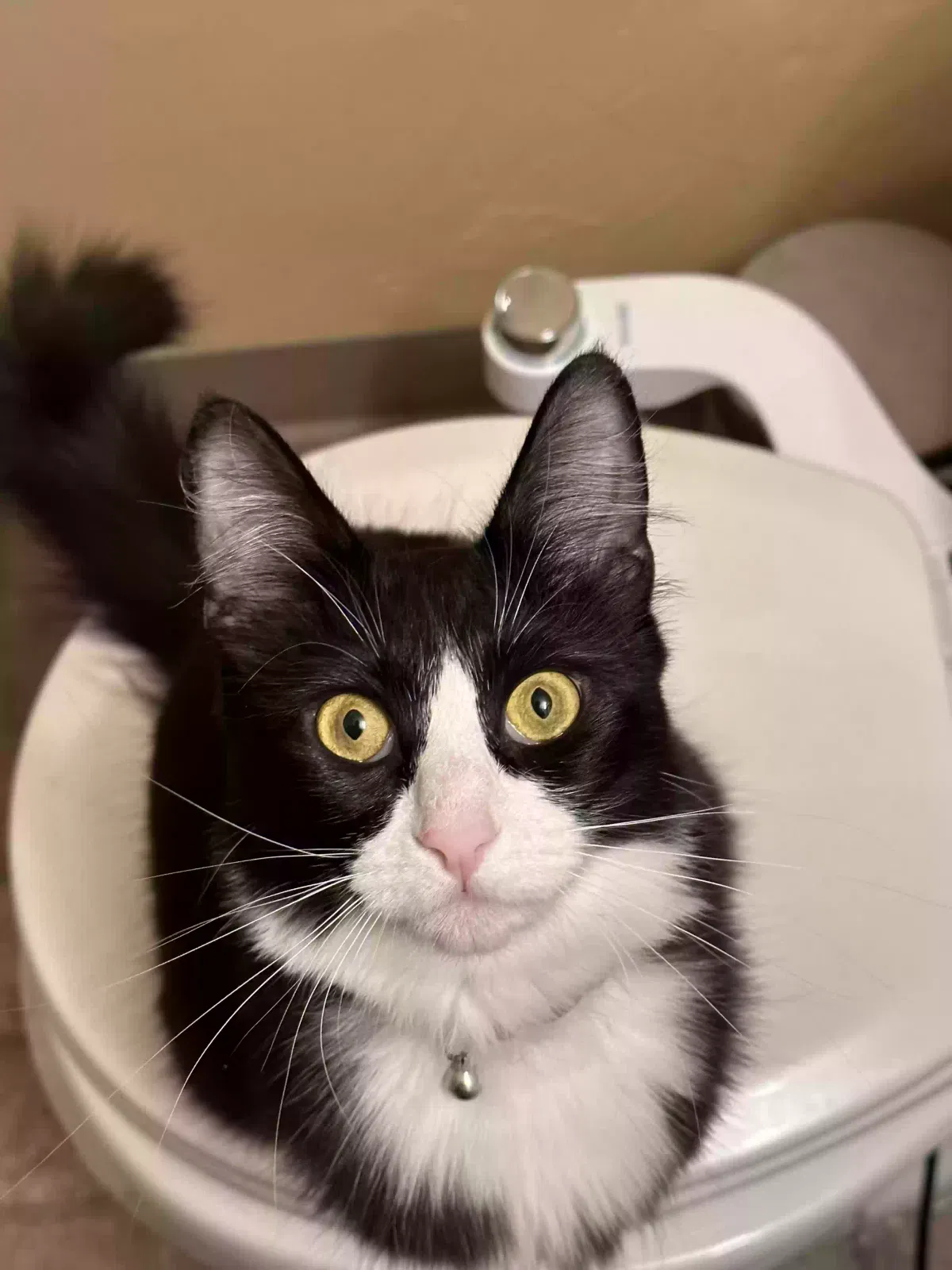 Lost cat in Campbell, CA, 95008