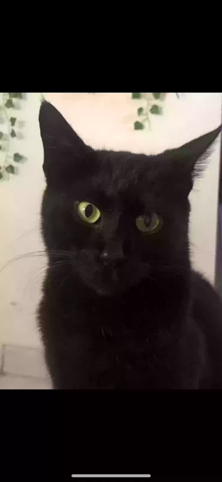 Lost cat in Fort Lauderdale, FL, 33334