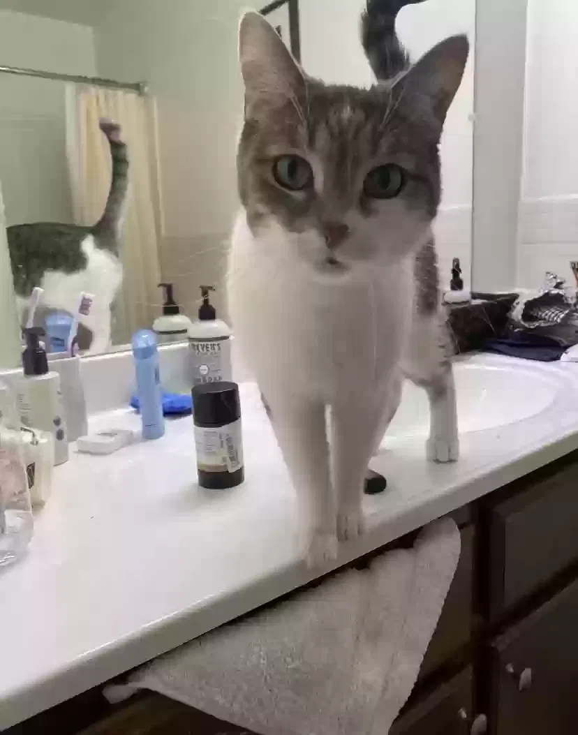 Lost cat in West Bloomfield, MI, 48322