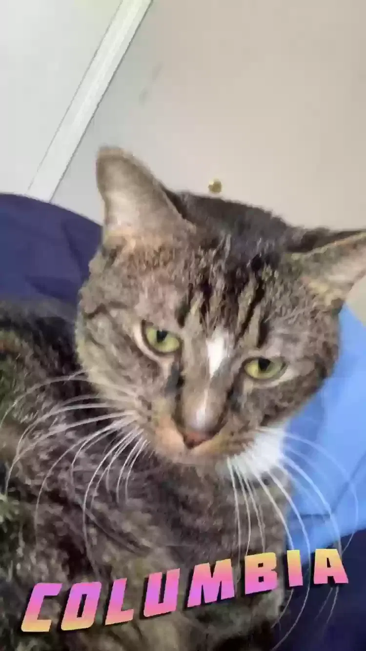 Lost cat in Columbia, SC, 29205