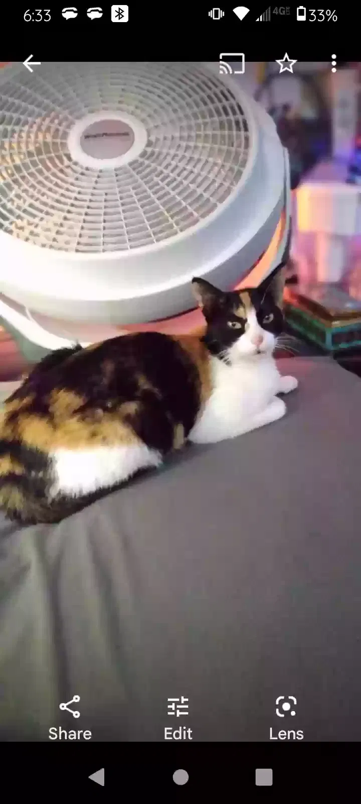Lost cat in Englewood, FL, 34224