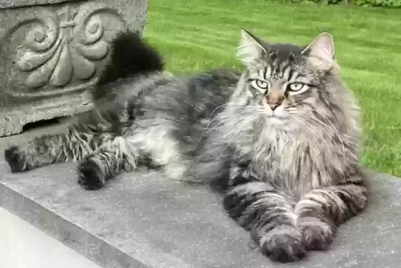 Lost cat in Newtown Square, PA, 19073