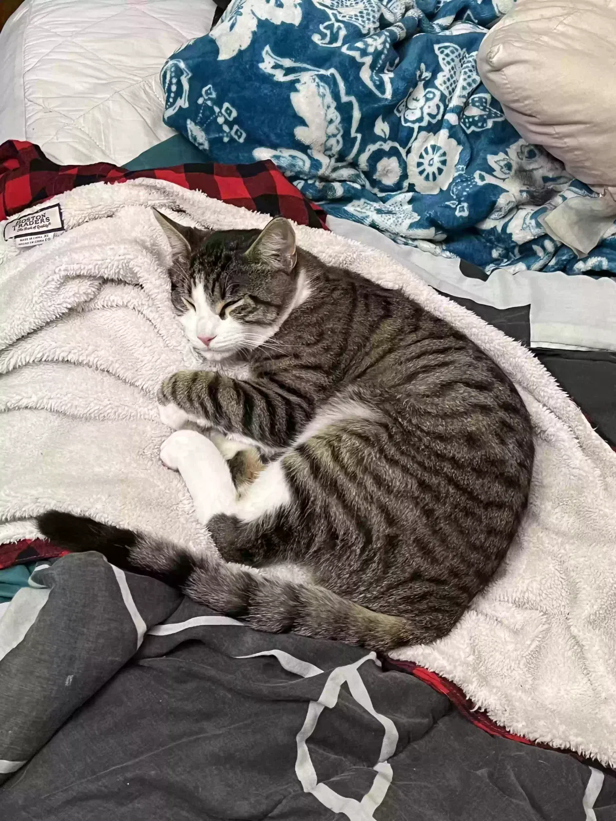 Lost cat in San Marcos, CA, 92069