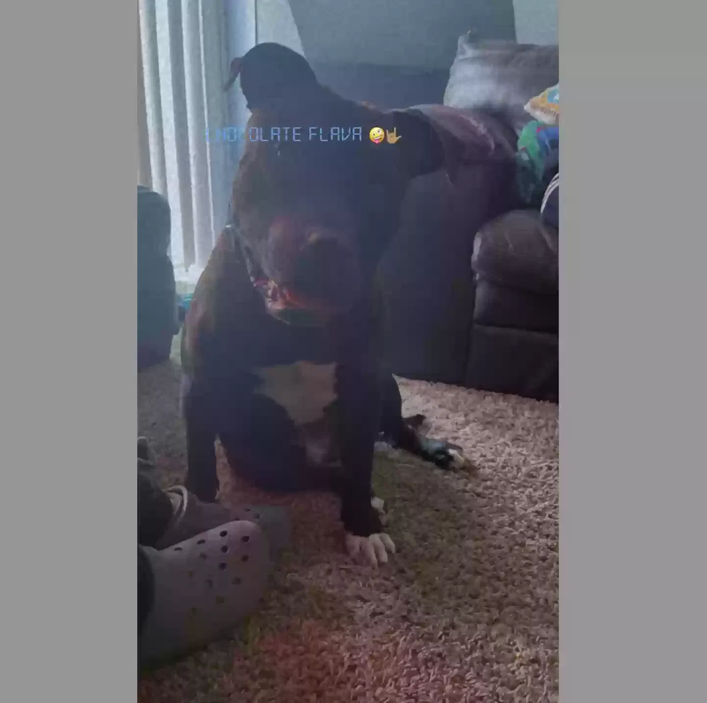 Lost dog in Indianapolis, IN, 46229