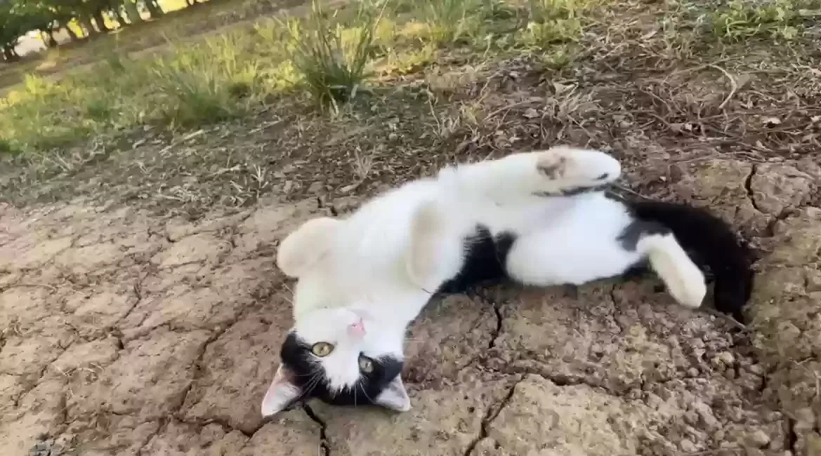 Lost cat in Gridley, CA, 95948
