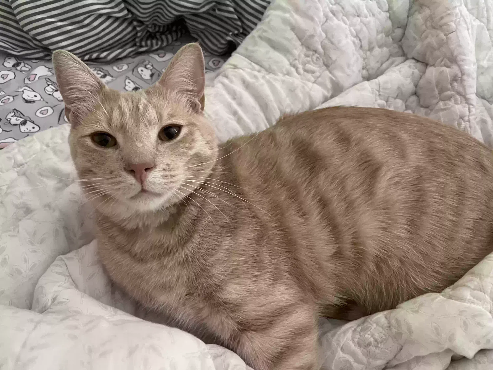 Lost cat in San Diego, CA, 92127
