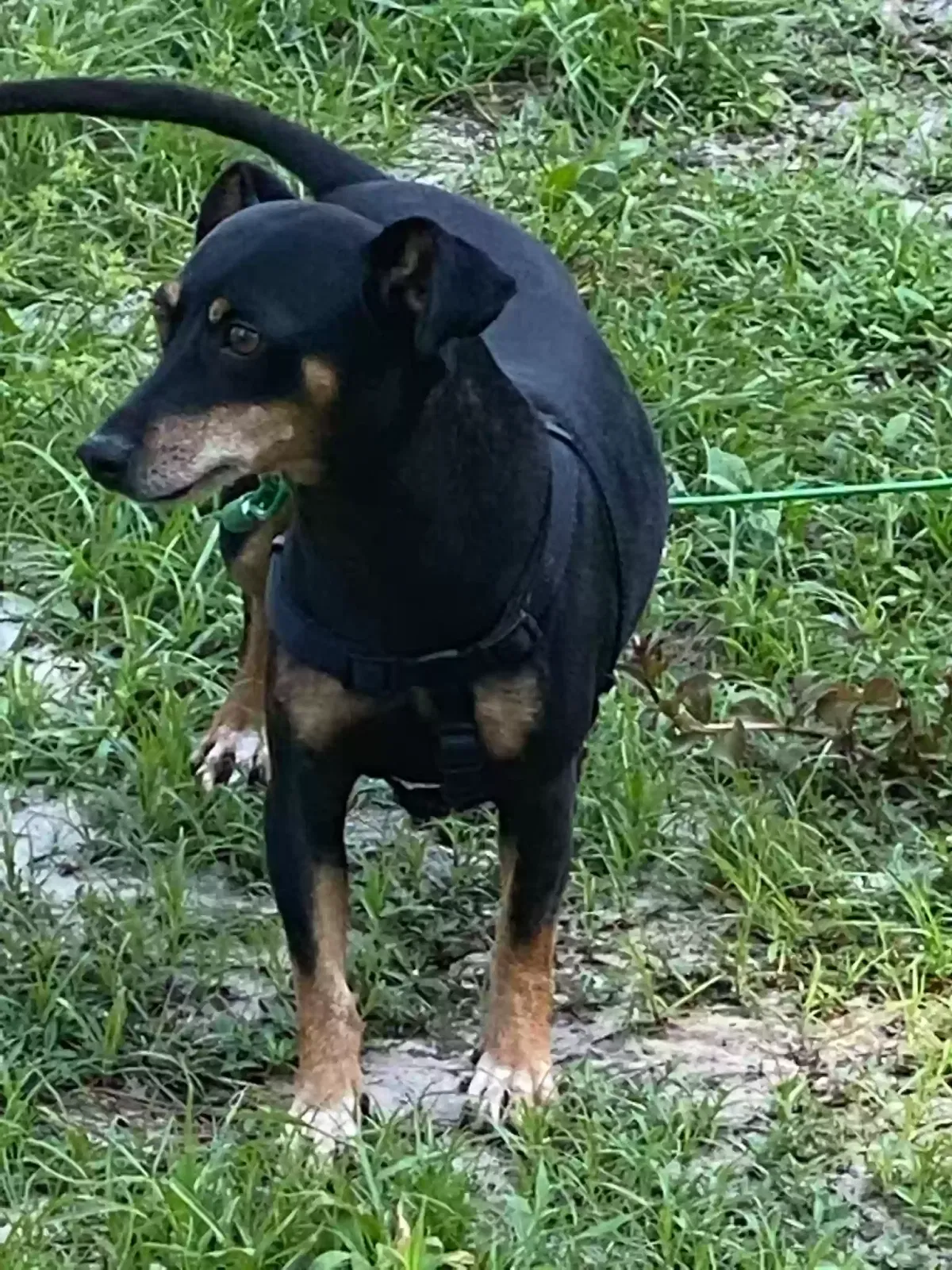 Lost dog in Columbia, SC, 29223