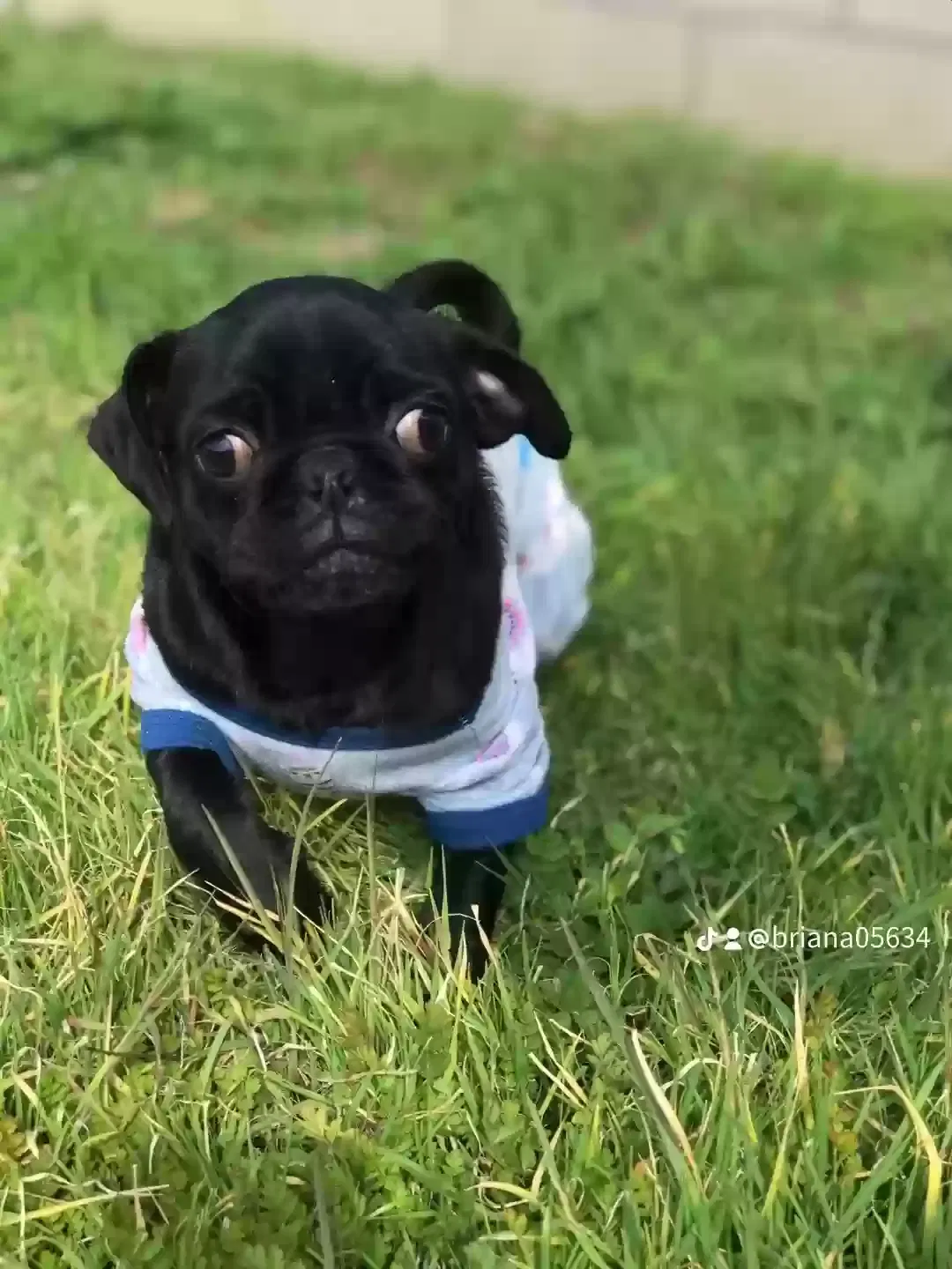 Lost dog in La Puente, CA, 91744