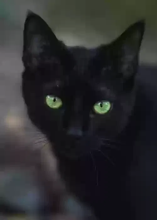 Lost cat in Dunkirk, IN, 47336
