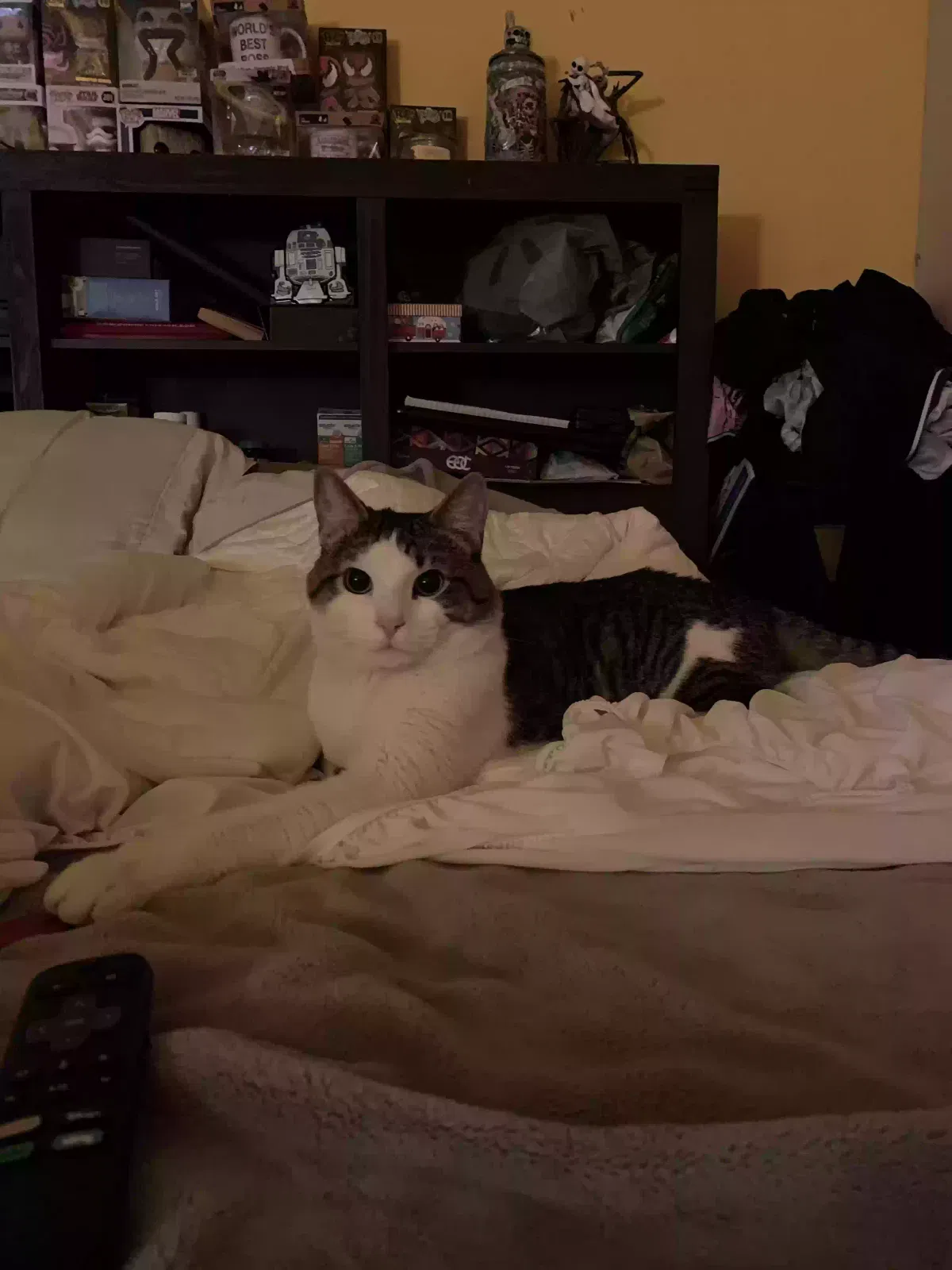 Lost cat in Lynwood, CA, 90262