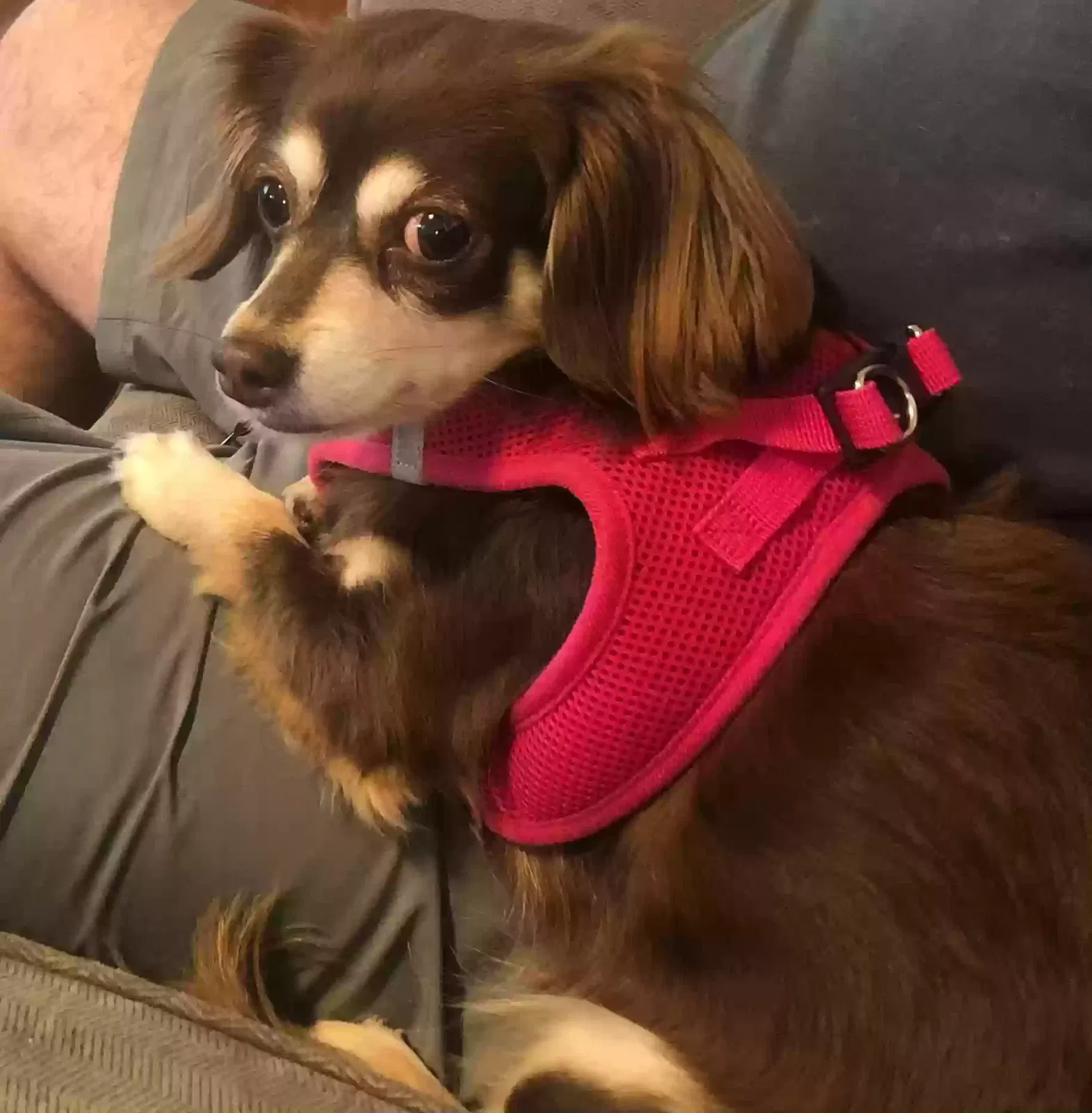 Found dog in Cincinnati, OH, 45216