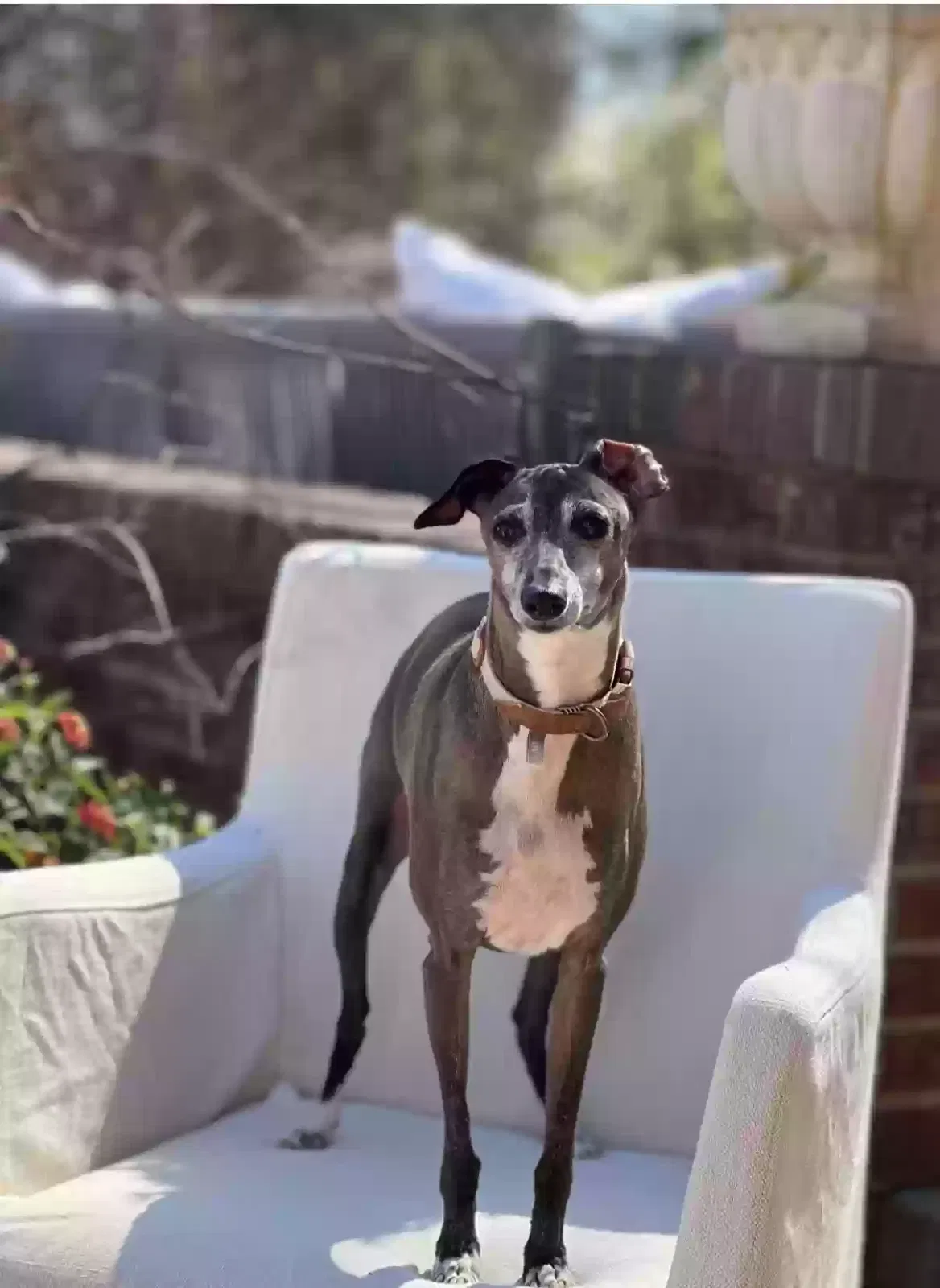 Lost dog in Winston Salem, NC, 27104